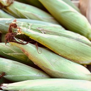 Epi de maïs (pièce)