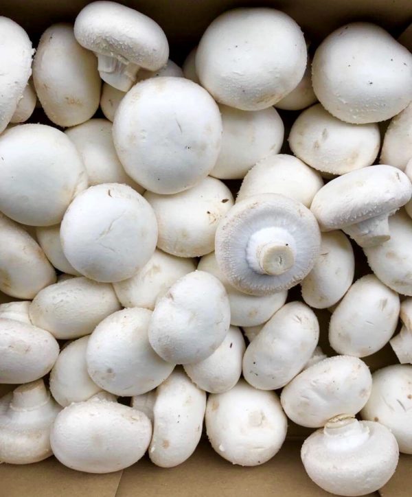 Champignon de Paris BLANC (env. 250g)