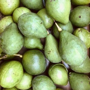 Avocat (pièce)