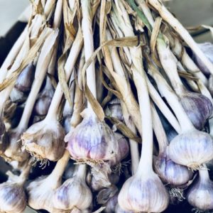 Ail pays (env. 100g)