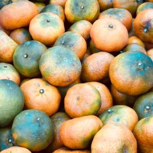 Mandarine pays (env. 500G)