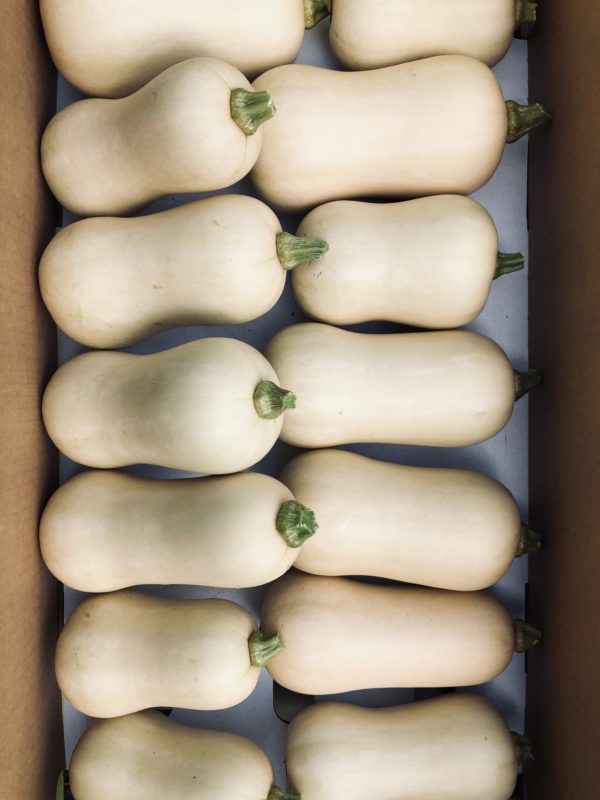 Courge butternut (TRANCHE moyen calibre)