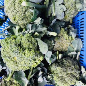 Brocoli (pièce)*Gros calibre*