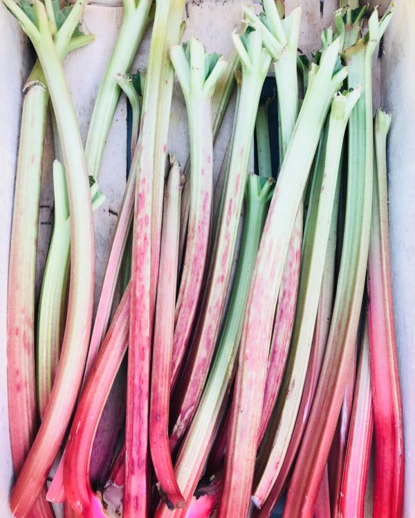 Rhubarbe (env. 500g)