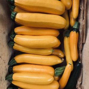 Courgette JAUNE (env. 500g)
