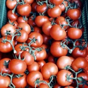 Tomate grappe ROUGE (env. 500g)