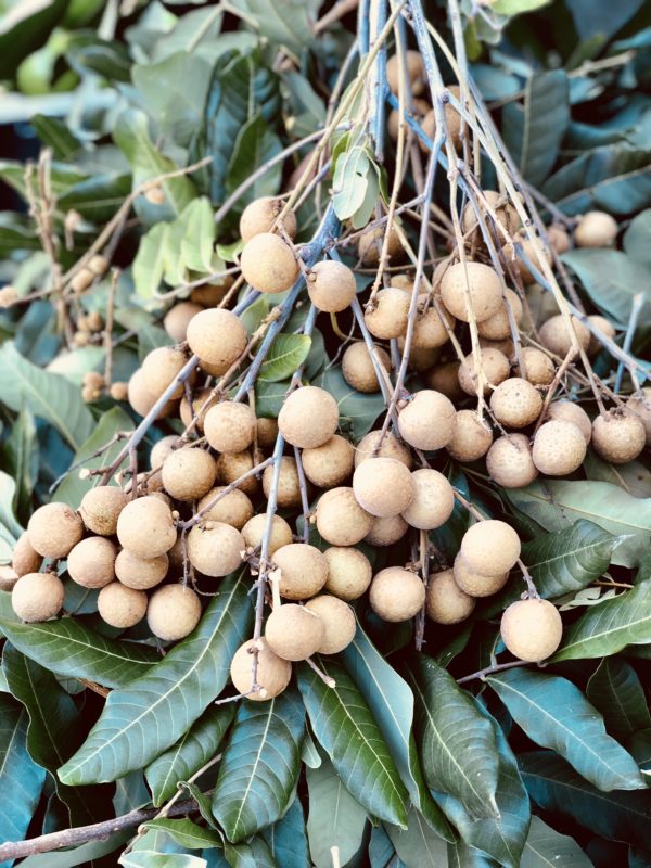 Longani variété "Australie" (env. 500g)