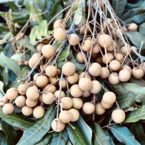 Longani variété "Australie" (env. 500g)