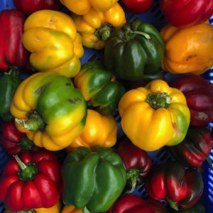 Poivron COULEURS (env. 500g)