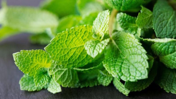 PROMO Menthe (botte)*Stock précédent*