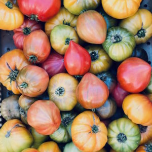 Tomate MIX ancienne (env. 1kg)*Gros calibre*