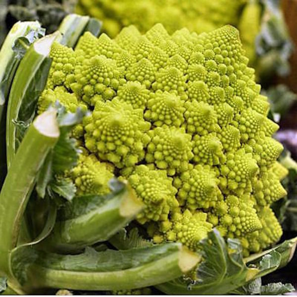 Chou Romanesco (pièce)