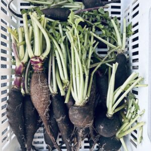 Radis MIX noir & rouge (env. 500g)