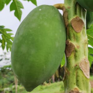 Papaye VERTE (pièce)