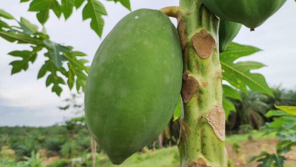 Papaye VERTE (pièce)
