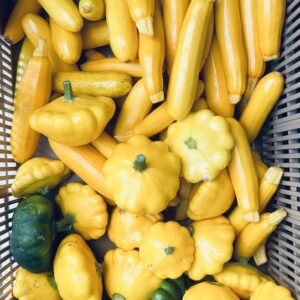 DIVERS Courgette JAUNE (env. 500g)